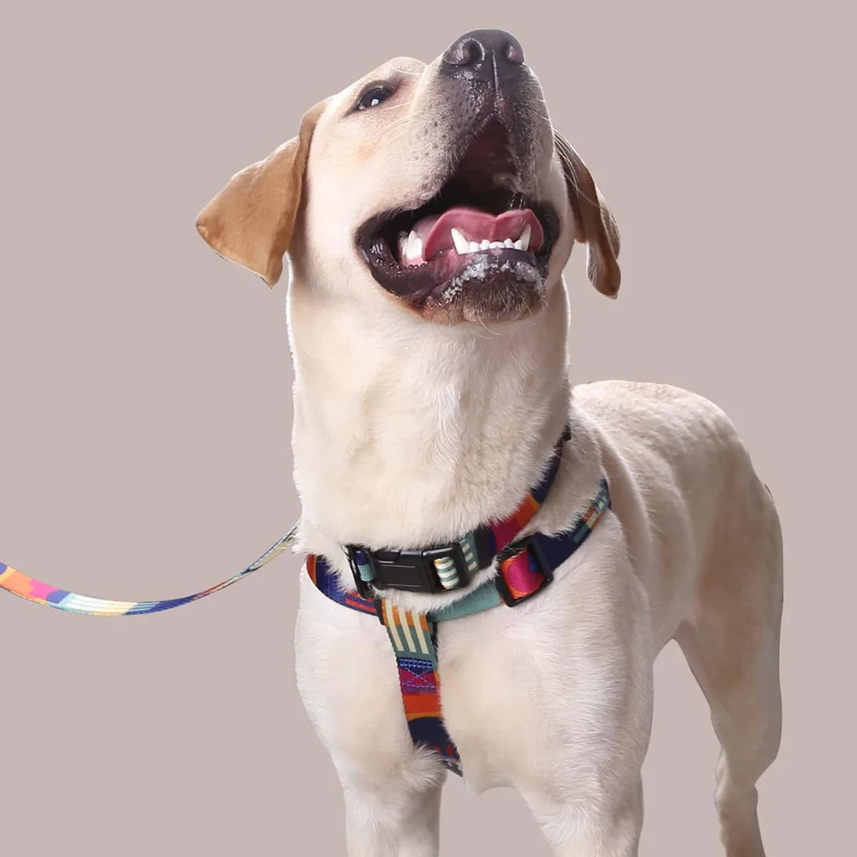 Dog Harness and Leash Abstract Patchwork Colors