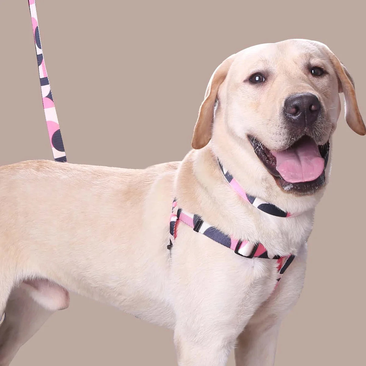 Dog Harness and Leash Abstract Patchwork Colors