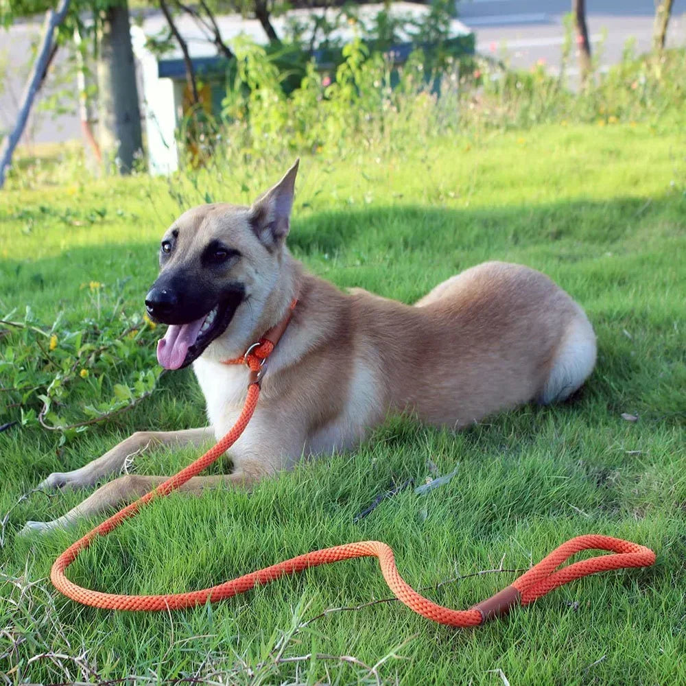 Chain Durable Nylon Slip Rope Dog Leash Collar 2 In 1