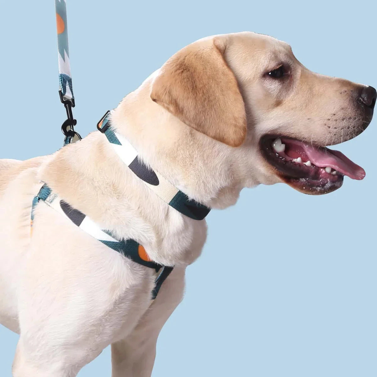Dog Harness and Leash Abstract Patchwork Colors
