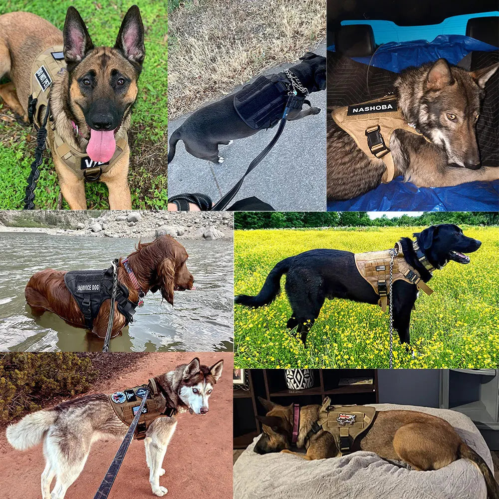 Large Dog Harness And Leash Set Pet Training Walking